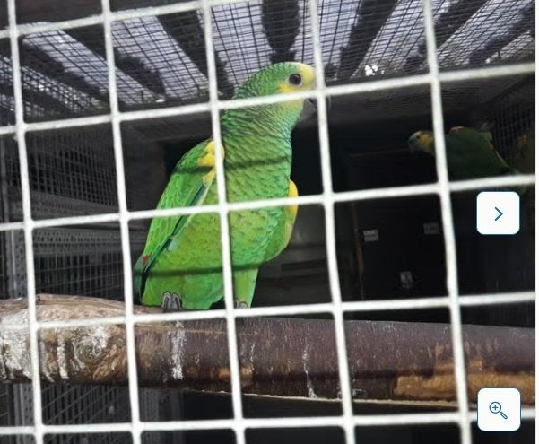 jonge blauwvoorhoofd amazone, Animaux & Accessoires, Oiseaux | Perruches & Perroquets, Perroquet, Bagué