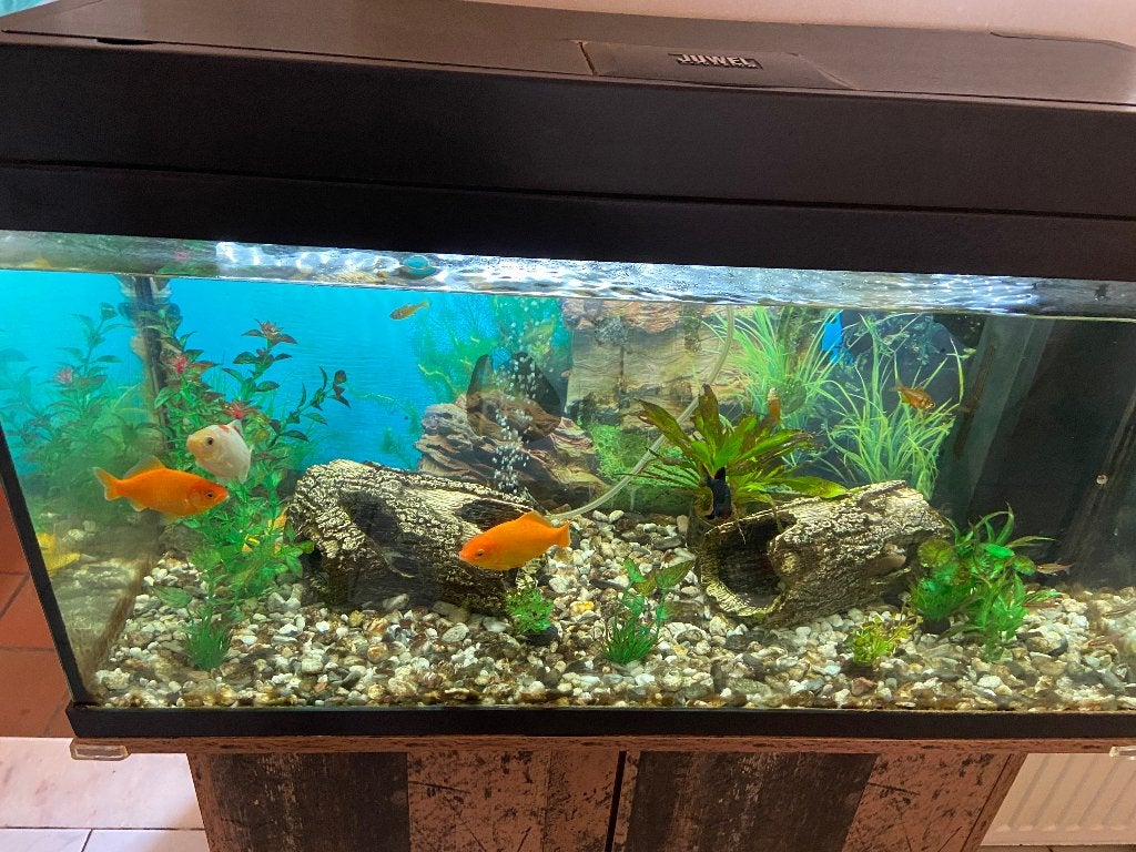 Aquarium, Enlèvement, Comme neuf