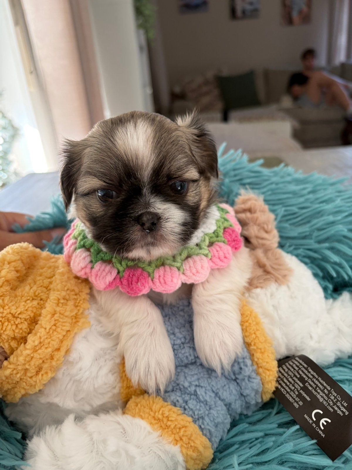 Prachtig mix van shih tzu chihuahua, Dieren en Toebehoren, België, Fokker | Hobbymatig, Overige rassen, CDV (hondenziekte)