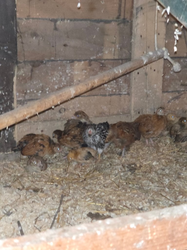 Gratis pluimvee, Dieren en Toebehoren, Mei, Meerdere dieren