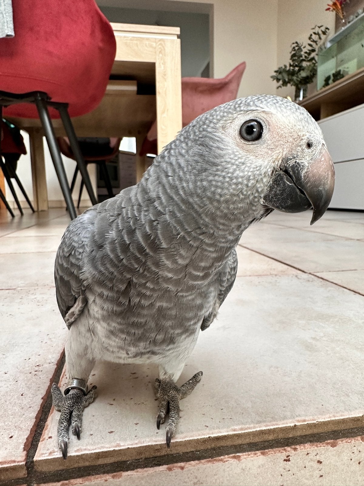 Timneh papegaai zoekt een warme thuis, Animaux & Accessoires, Oiseaux | Perruches & Perroquets, Femelle, Perroquet, Parleur