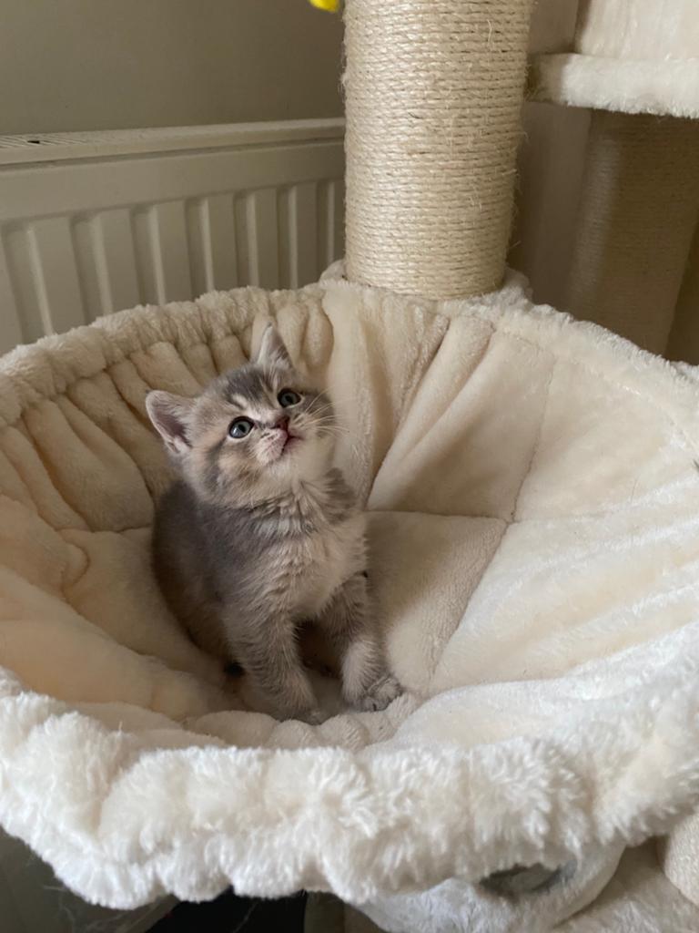Britse korthaar kittens, Dieren en Toebehoren, Katten en Kittens | Raskatten | Korthaar, Poes, 0 tot 2 jaar, Gechipt, Ontwormd