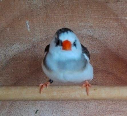 Koppel zebravinken