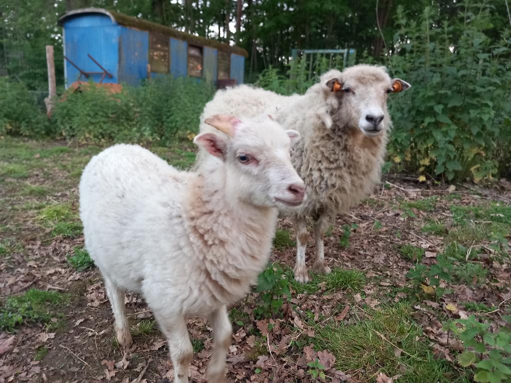 Quessant ooi met boklam te koop, Dieren en Toebehoren
