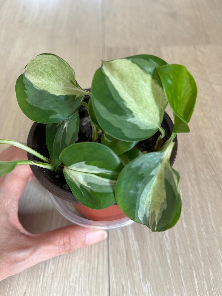 Manjula pothos plant, Enlèvement