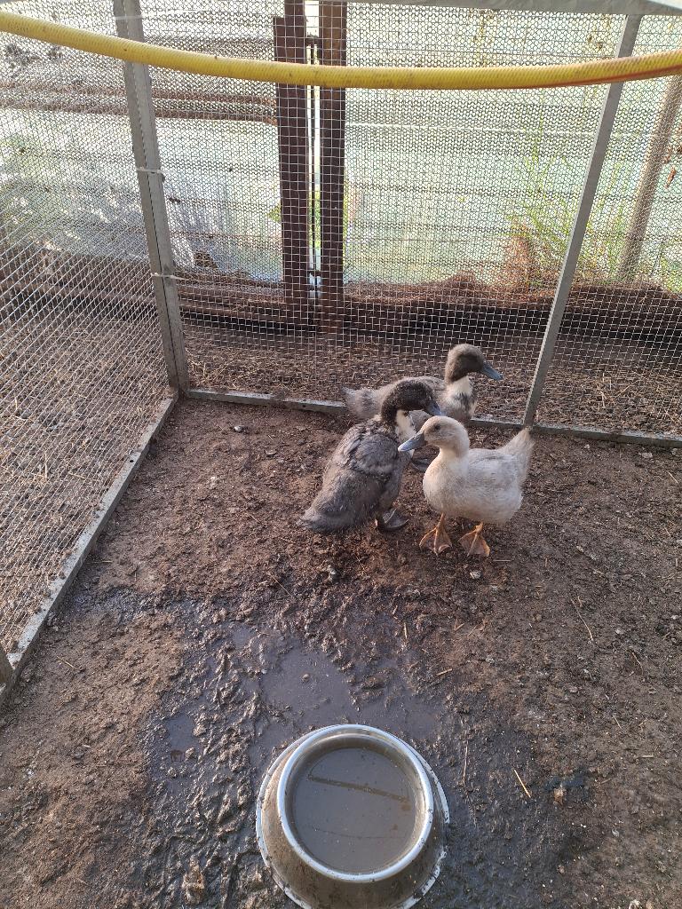 Canards bleus, Plusieurs animaux, Canard