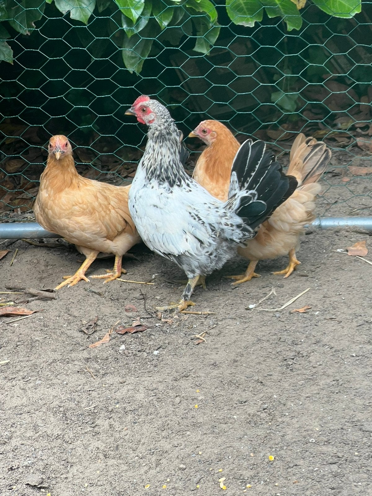 Mooi trio krieltjes, Dieren en Toebehoren