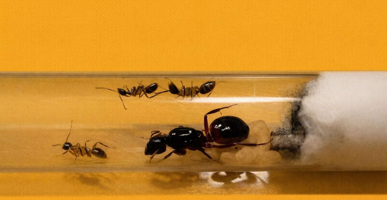 Reine Camponotus Ligniperda avec 1 à 5 ouvrières, Fourmis