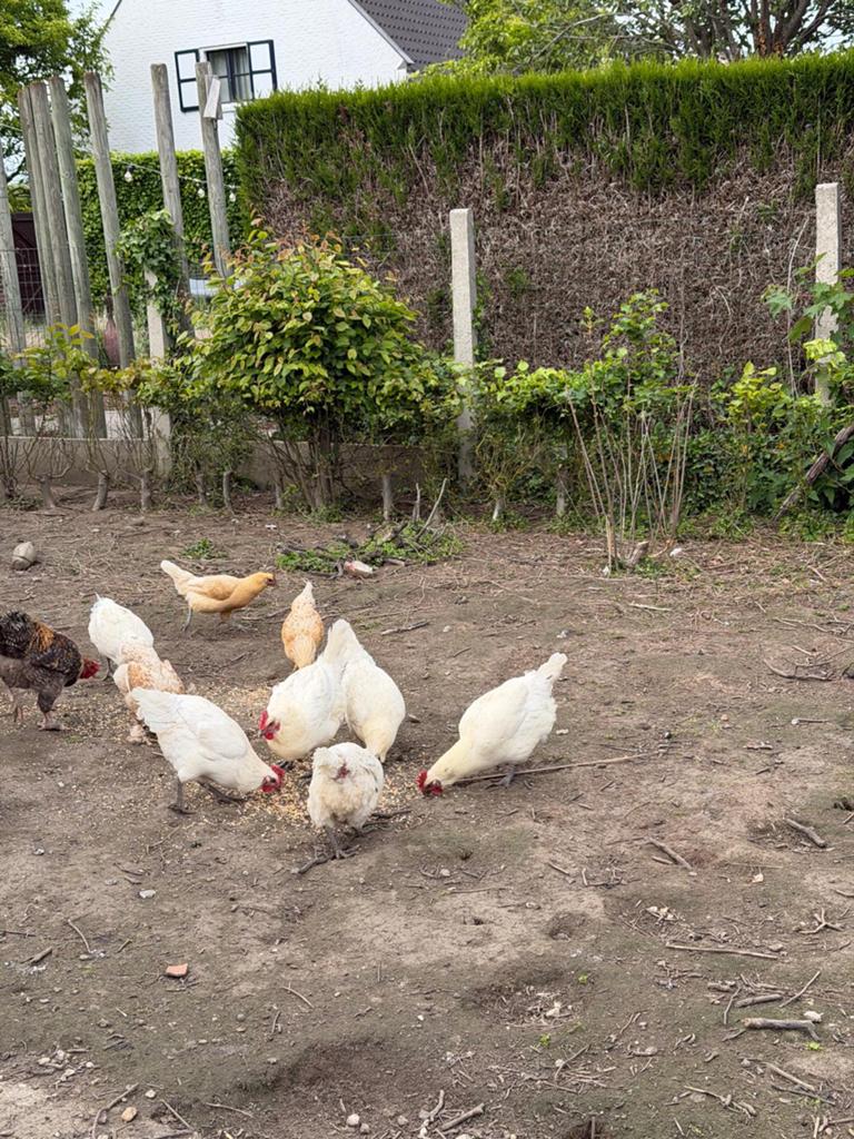 Bresse kippen, Dieren en Toebehoren