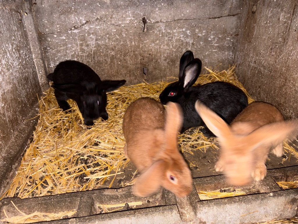 Jonge vleeskonijnen, Dieren en Toebehoren, Meerdere dieren, Middelgroot, 0 tot 2 jaar