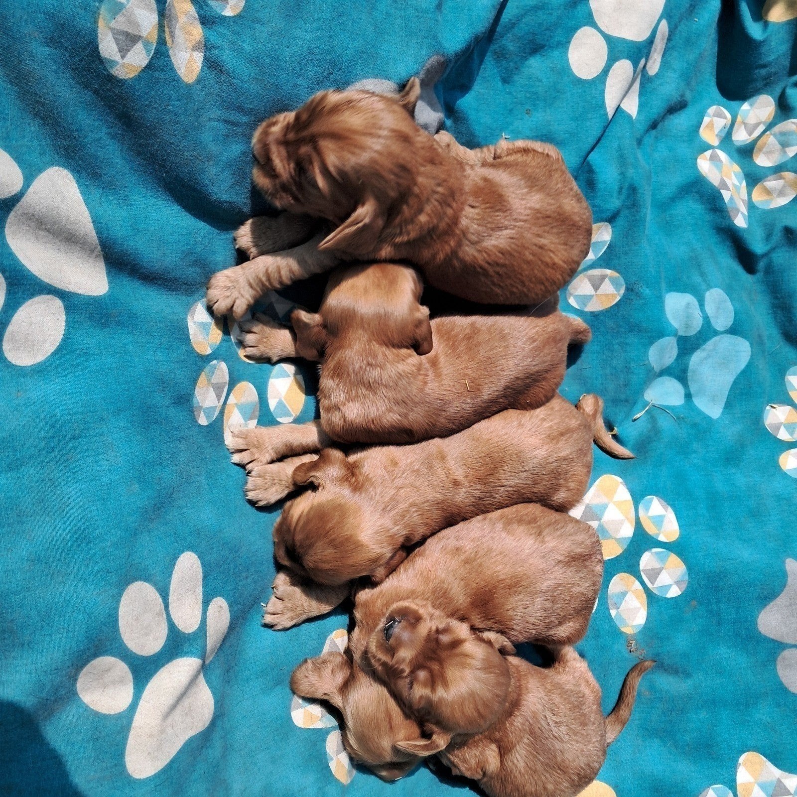 Engelse cocker Spaniël pups: nog enkel reutjes!!, België, Fokker | Hobbymatig, 8 tot 15 weken, Parvo