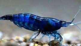 Crevettes Blue Velvet avec aquarium ! ! ! ! ! ! !, Comme neuf, Enlèvement, Poissons inclus, Superfish