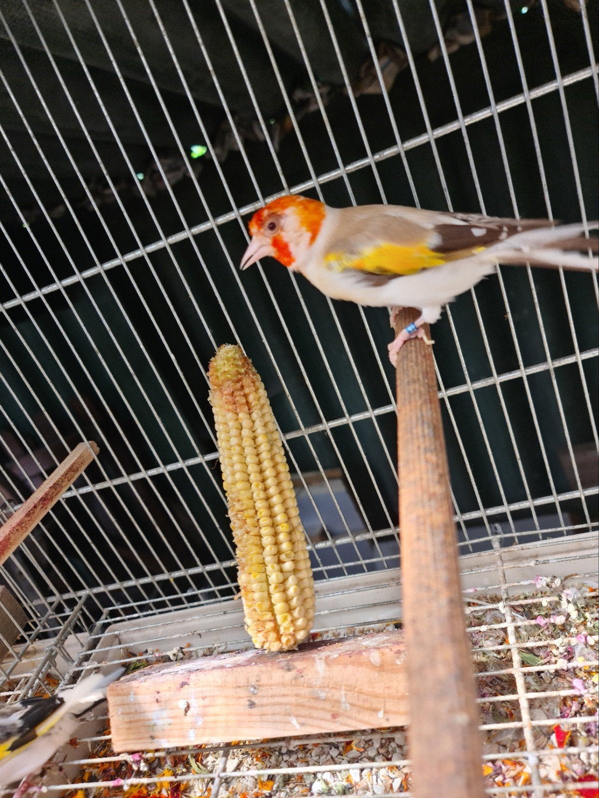 putters vogels