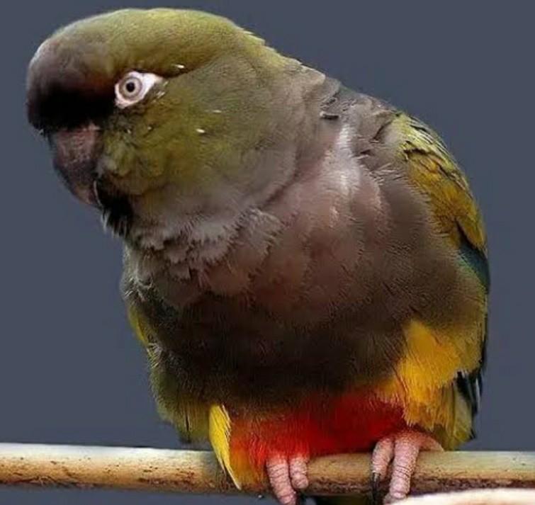 Perruche apprivoisée des rochers de Patagonie recherchée, Animaux & Accessoires, Oiseaux | Perruches & Perroquets