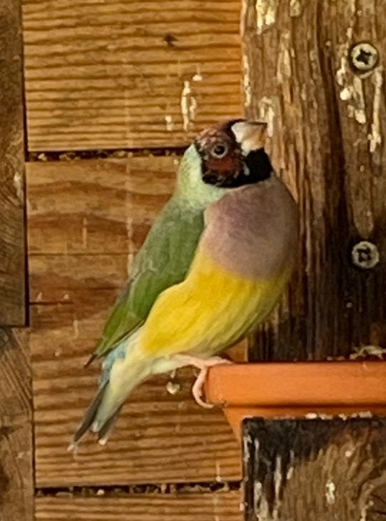 Goulds Amadines, Dieren en Toebehoren, Meerdere dieren, Tropenvogel, Tam