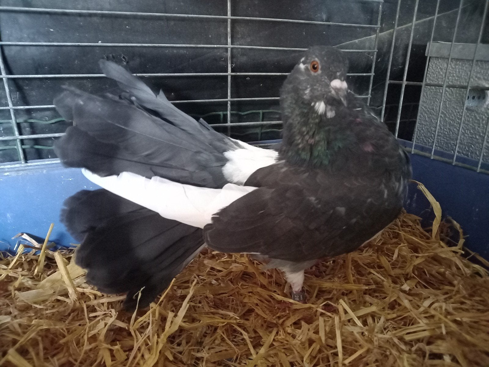 Jonge pauwstaart, Dieren en Toebehoren