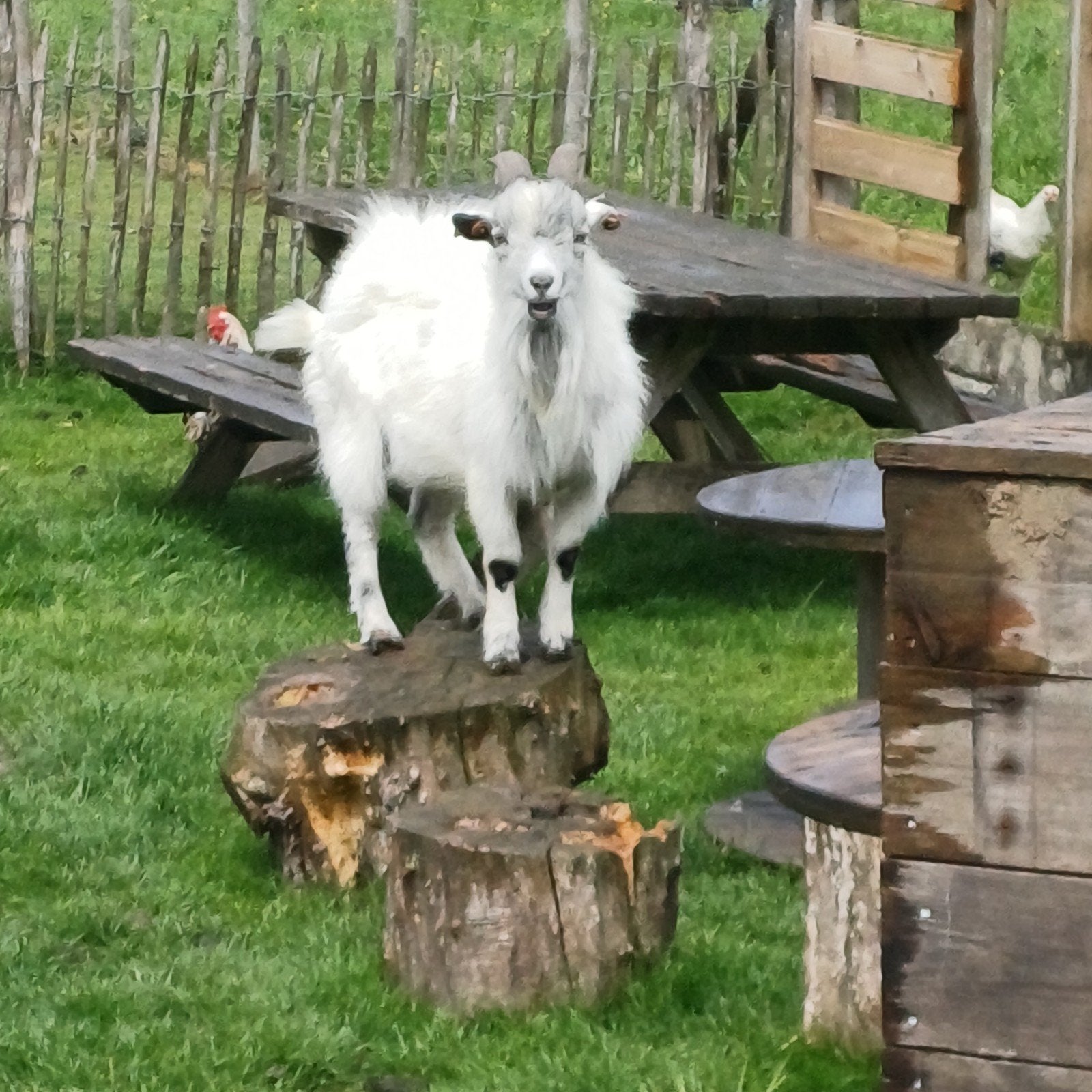 Dwerggeiten bok, Dieren en Toebehoren