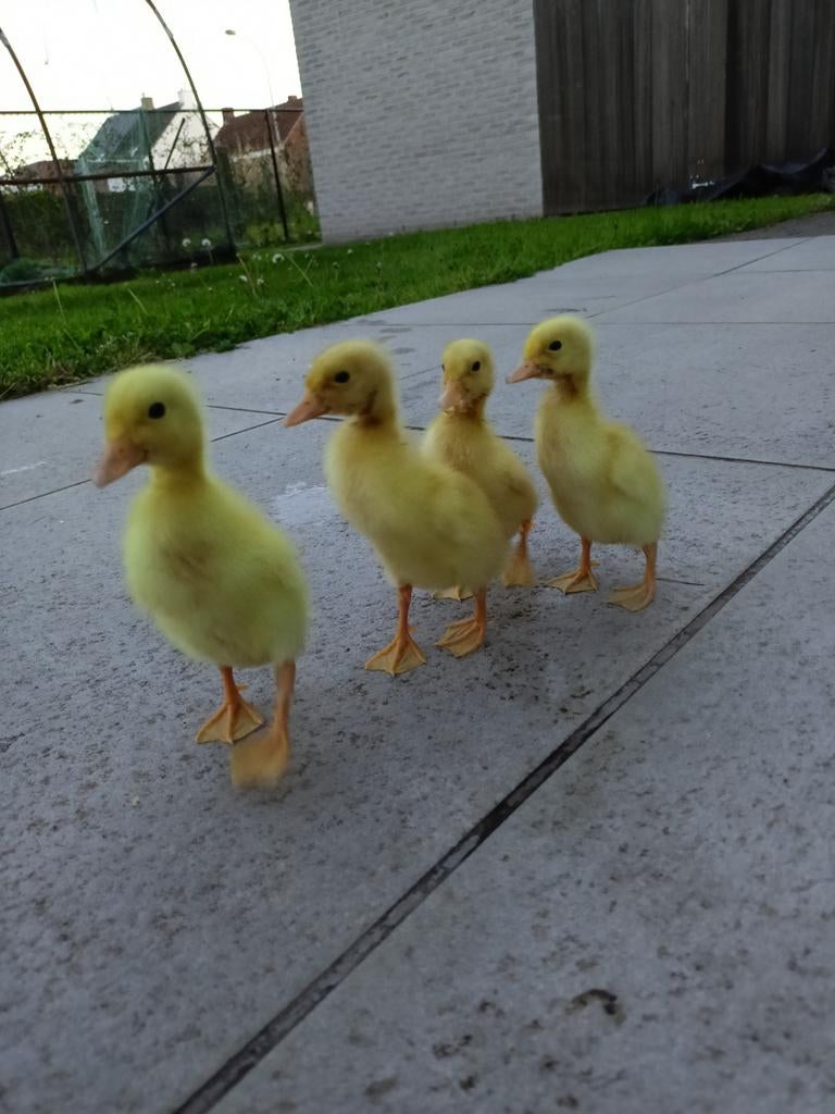 Kuikens en broedeieren van witte Indische loopeenden., Dieren en Toebehoren