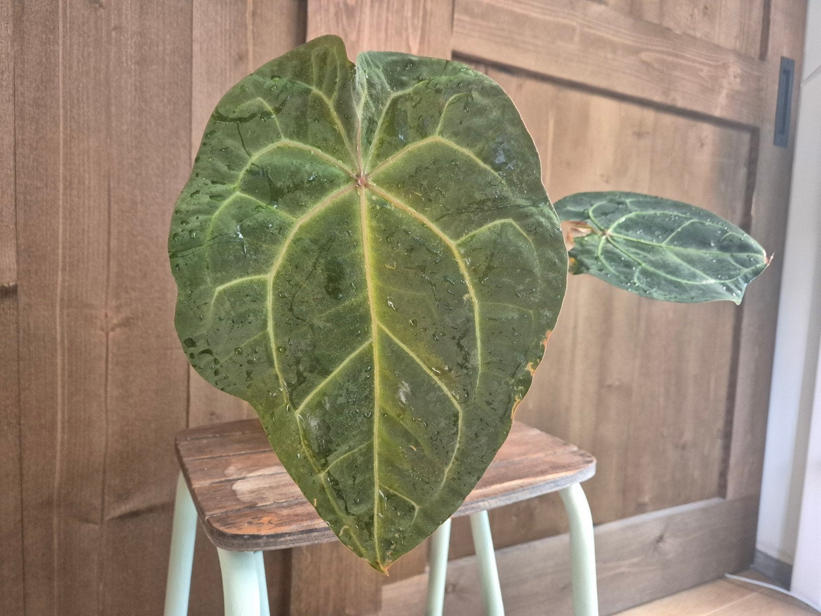 Anthurium Dark mama x Michelle, Huis en Inrichting, Kamerplanten, Ophalen