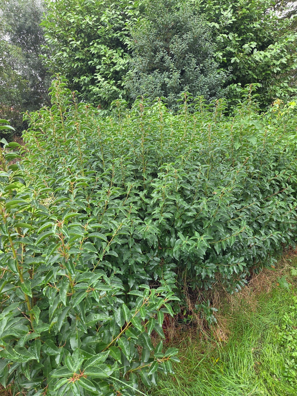 TOTALE UITVERKOOP HAAGPLANTEN PORTUGESE LAURIER ANGUSTIFOLIA, Ophalen of Verzenden, Laurier, Haag