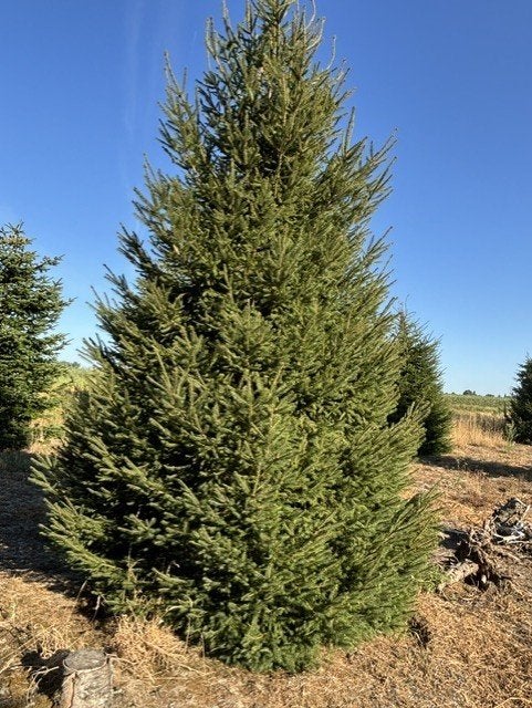 kerstbomen, Ophalen, Nieuw