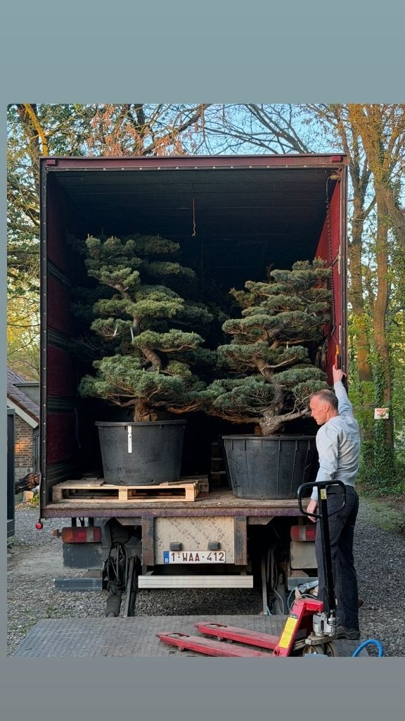 Bonsai Niwaki Yamadori, Bloeit niet, Overige soorten, Minder dan 100 cm, Ophalen