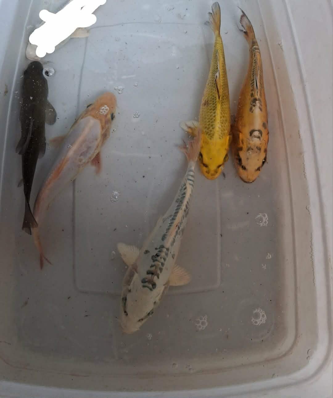 Lotje 4 koi 20 cm 1 zeelt dokter van de vijver