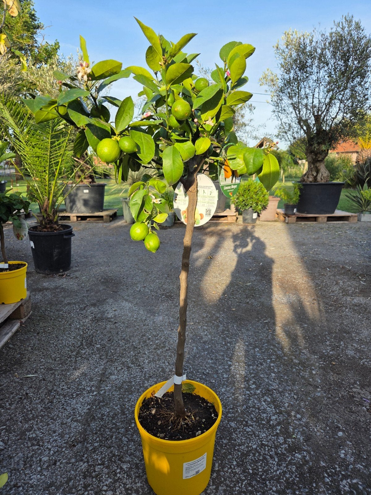 Citrus citroen Meyer, Tuin en Terras, Planten | Fruitbomen, Ophalen