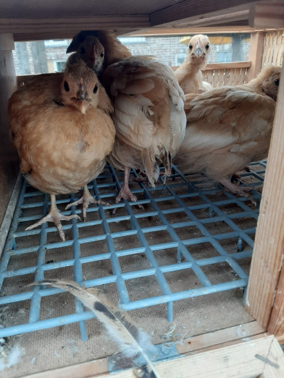 5 kuikens, Dieren en Toebehoren
