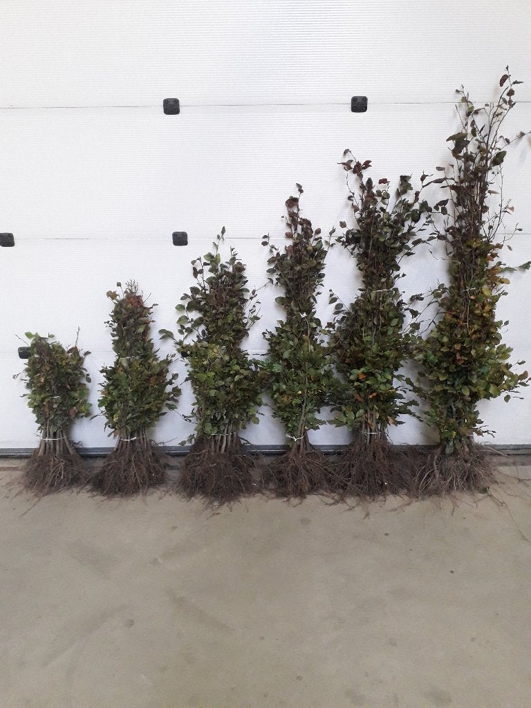 Rode Beuk / Fagus sylvatica 'Atropunicea', Jardin & Terrasse, Enlèvement, Haie de hêtre