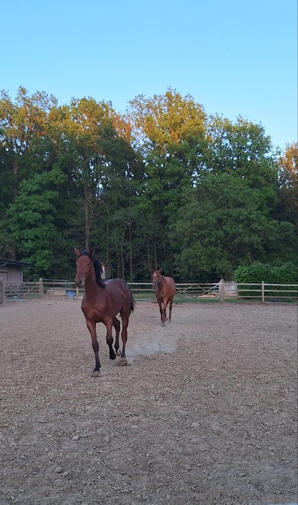 Jaarling hengst don't touch tiji hero x nabab de rêve, Étalon