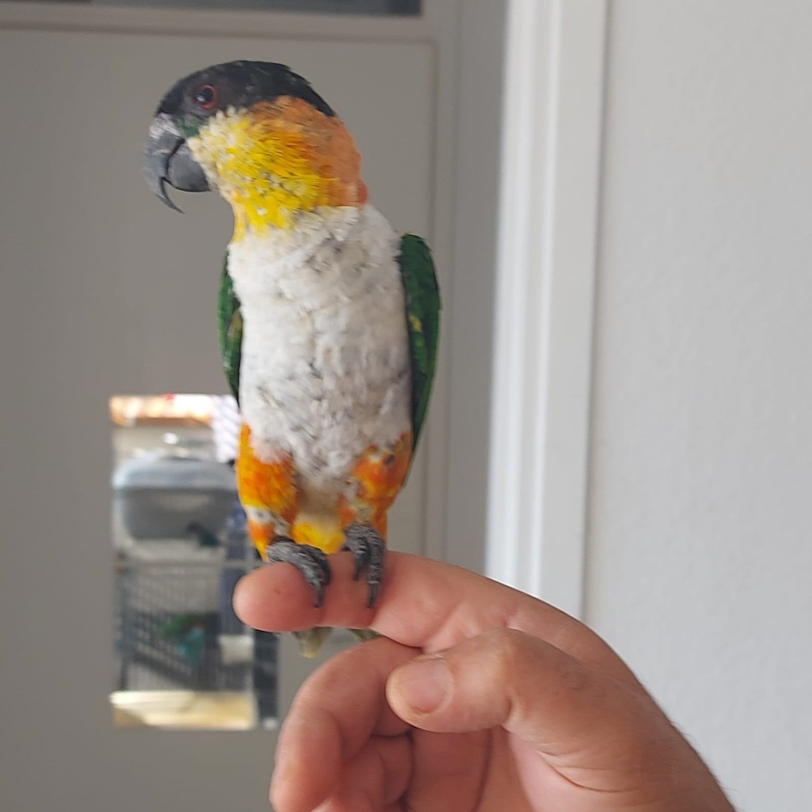 Apprivoisez le bébé Zwartkop Caique avec de l'ADN et testé p, Animaux & Accessoires, Bagué