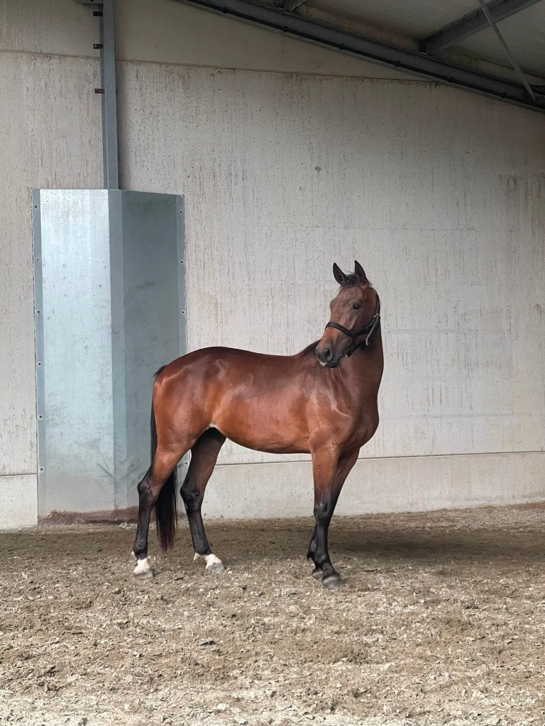 2-jarige ruin, Dieren en Toebehoren, Springpaard, Met stamboom, Ruin, 0 tot 2 jaar
