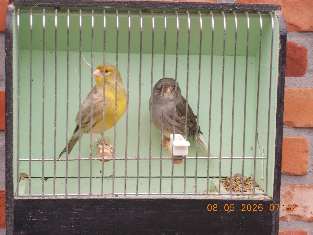 gloster man, Dieren en Toebehoren