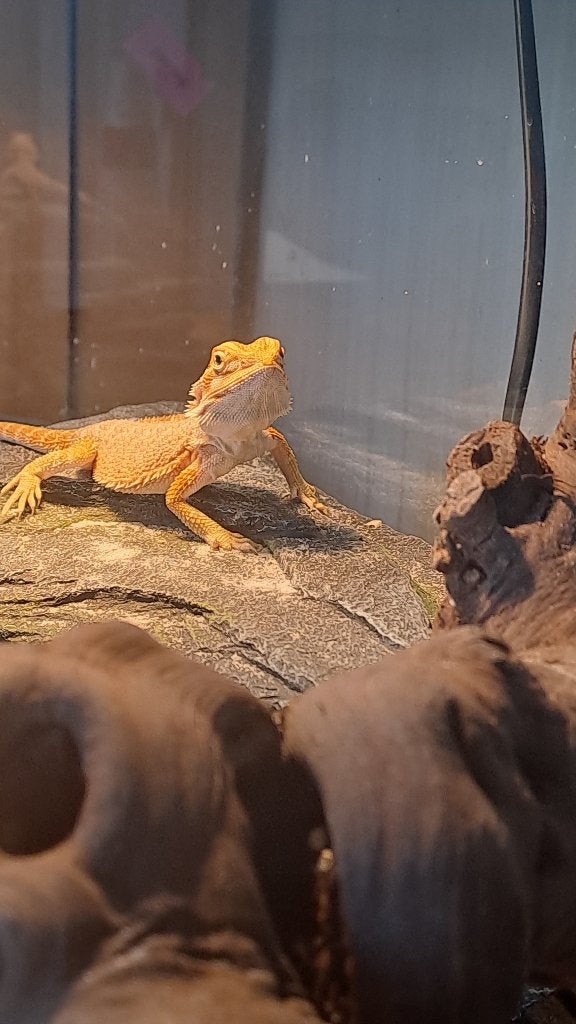 Baardegaam, Animaux & Accessoires, Reptiles & Amphibiens, Autres espèces, 0 à 2 ans