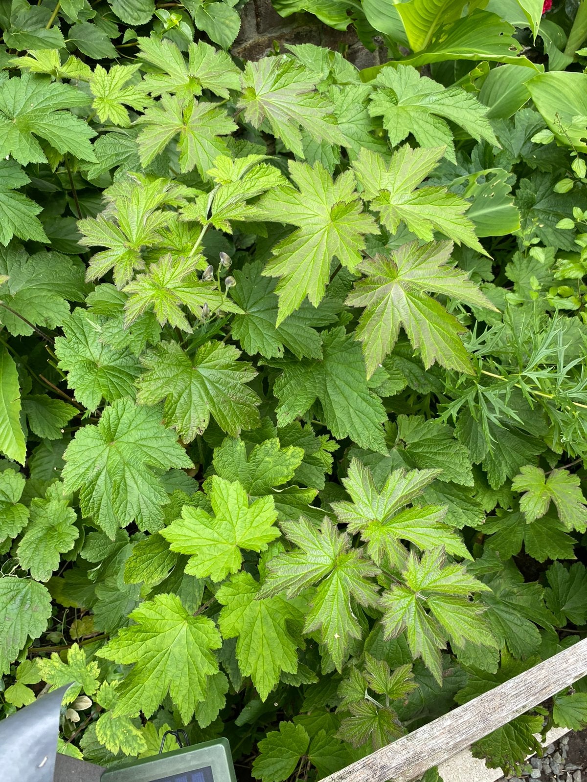 anemonen, Ophalen