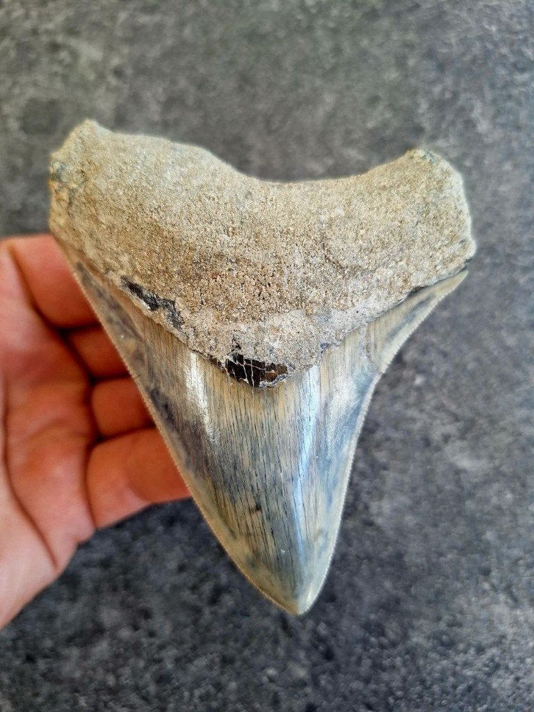 MEGALODON TAND INDONESIE, Ophalen of Verzenden, Fossiel