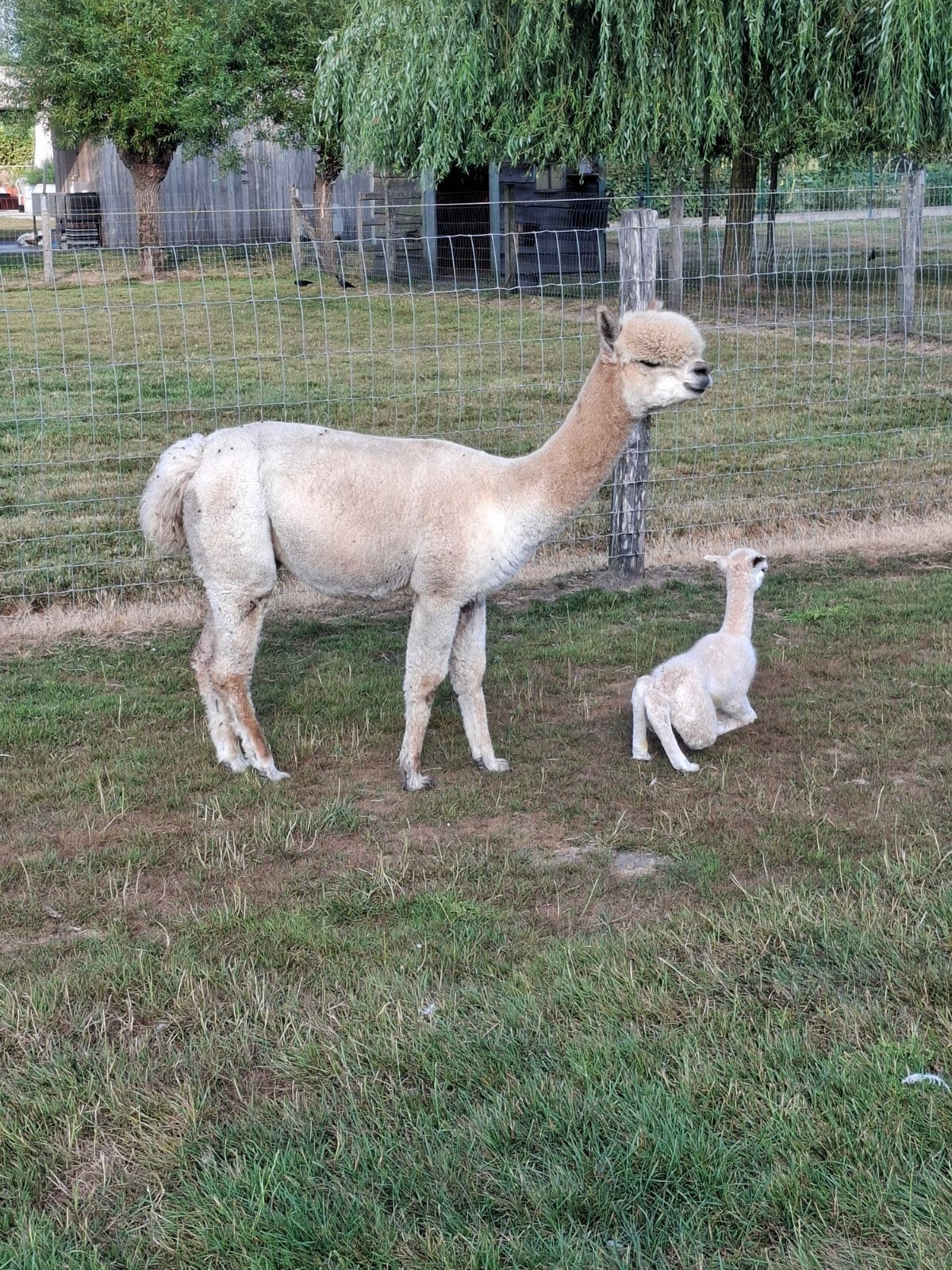 alpaca, Juillet, Femelle