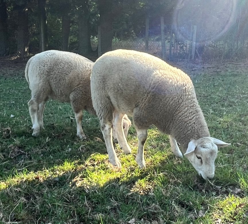 Ramlammeren, Mannelijk, Schaap, 0 tot 2 jaar