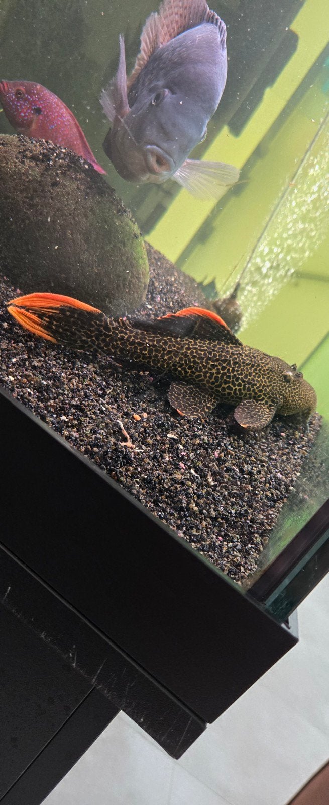L600 leopards pleco +- 20cm, Animaux & Accessoires