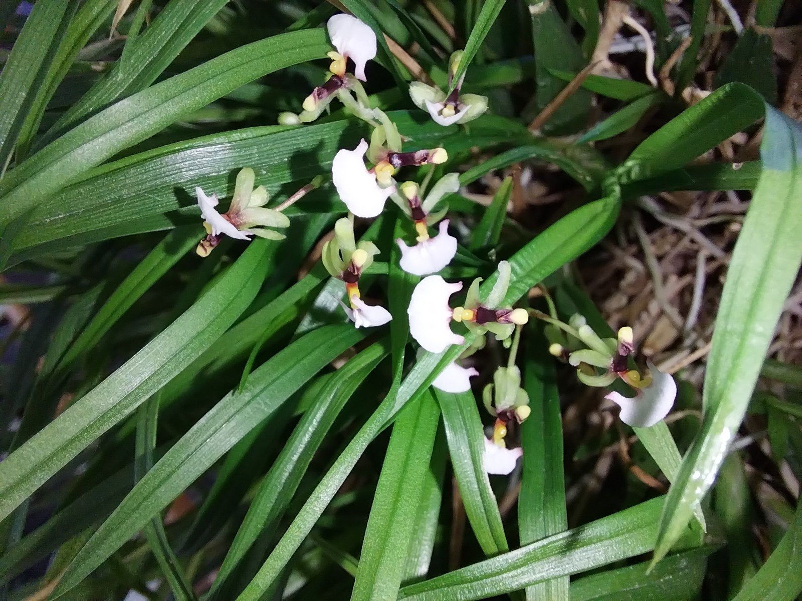 Miniatuur Orchidee Gomesa (Ornithophora) radicans. Geurend, Ophalen of Verzenden