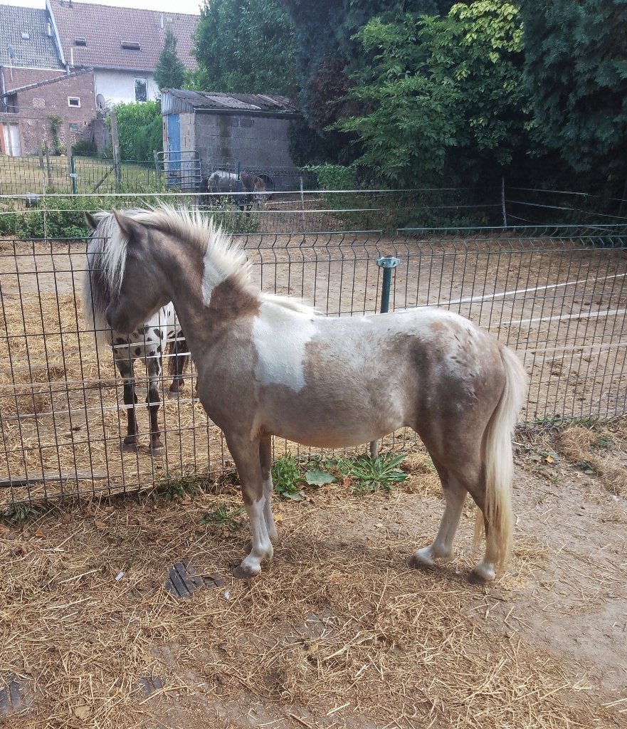 Luxe Amerikaanse Silver d Apple Pintaloosa hengst  2 jr, Étalon, 0 à 2 ans
