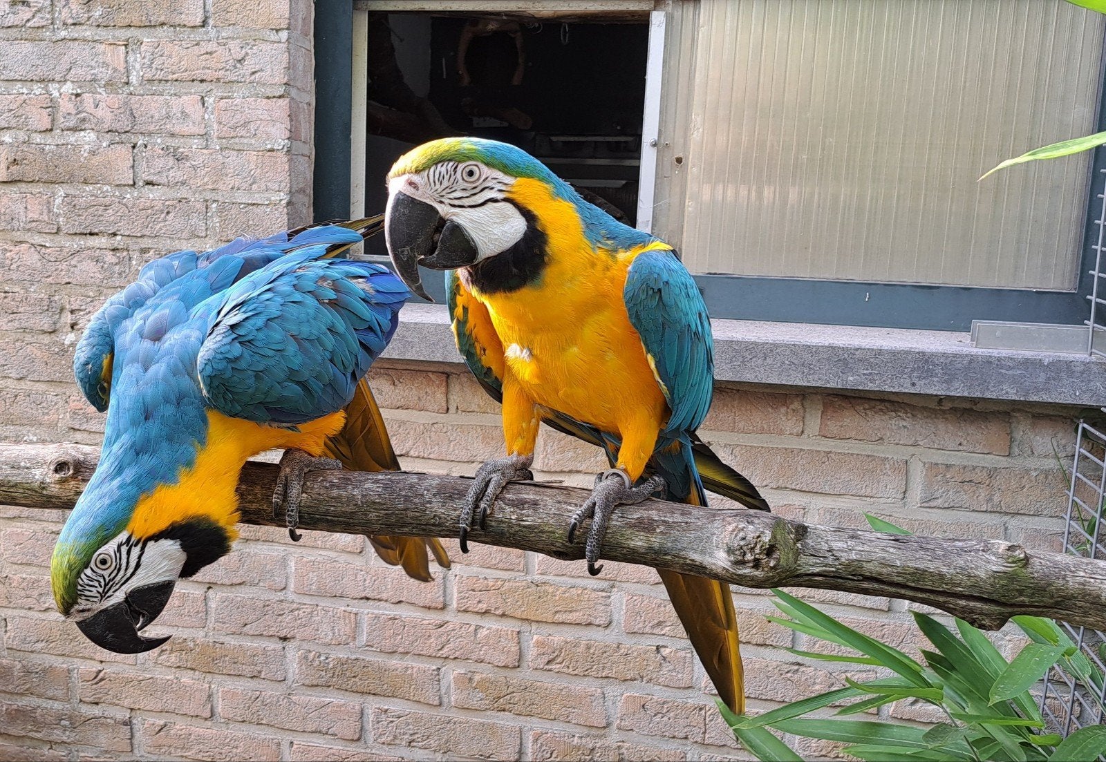 blauwgele ara's (kweekrijp koppe)l