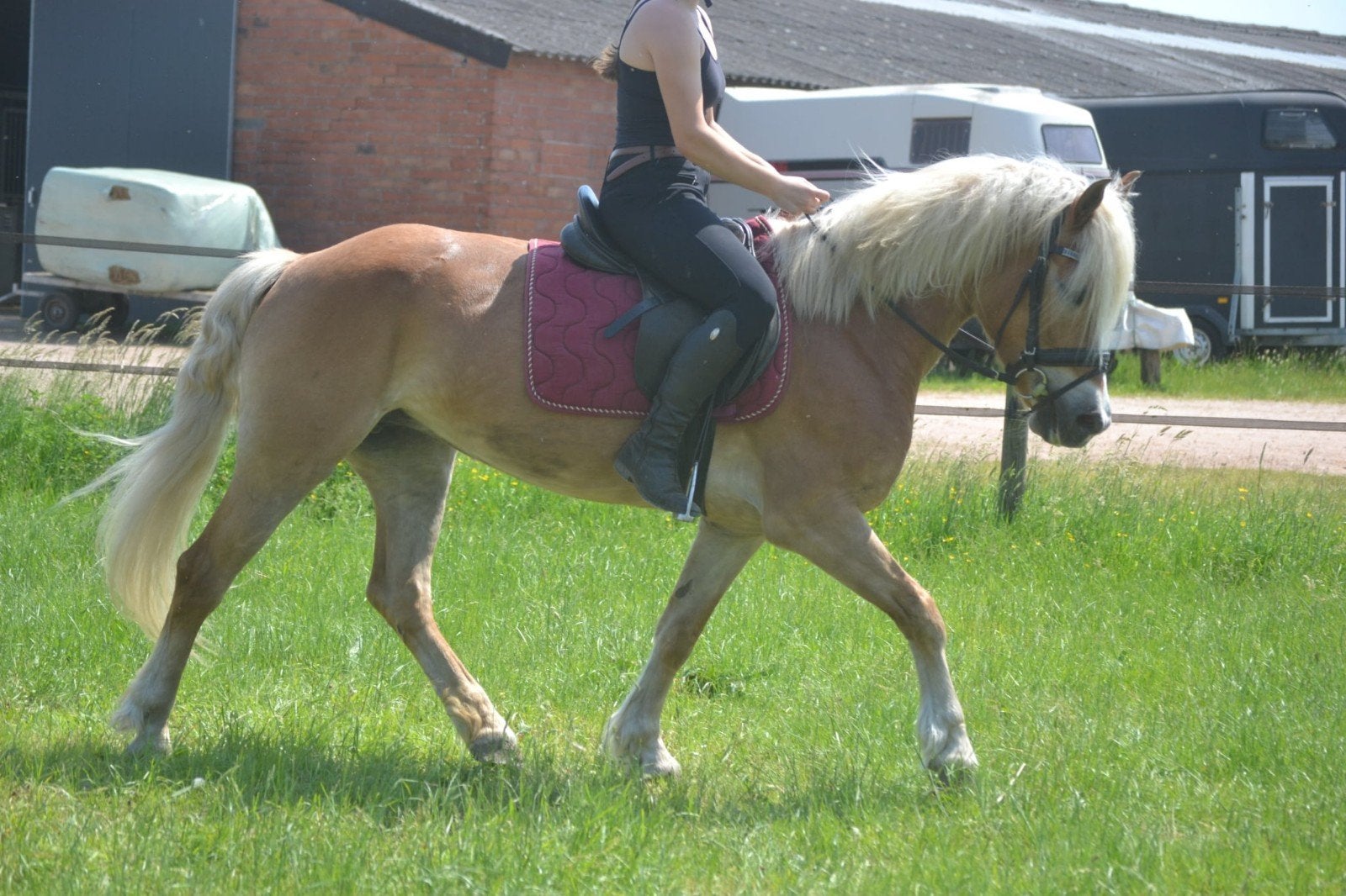 Prachtige haflinger merrie, Dieren en Toebehoren, Merrie