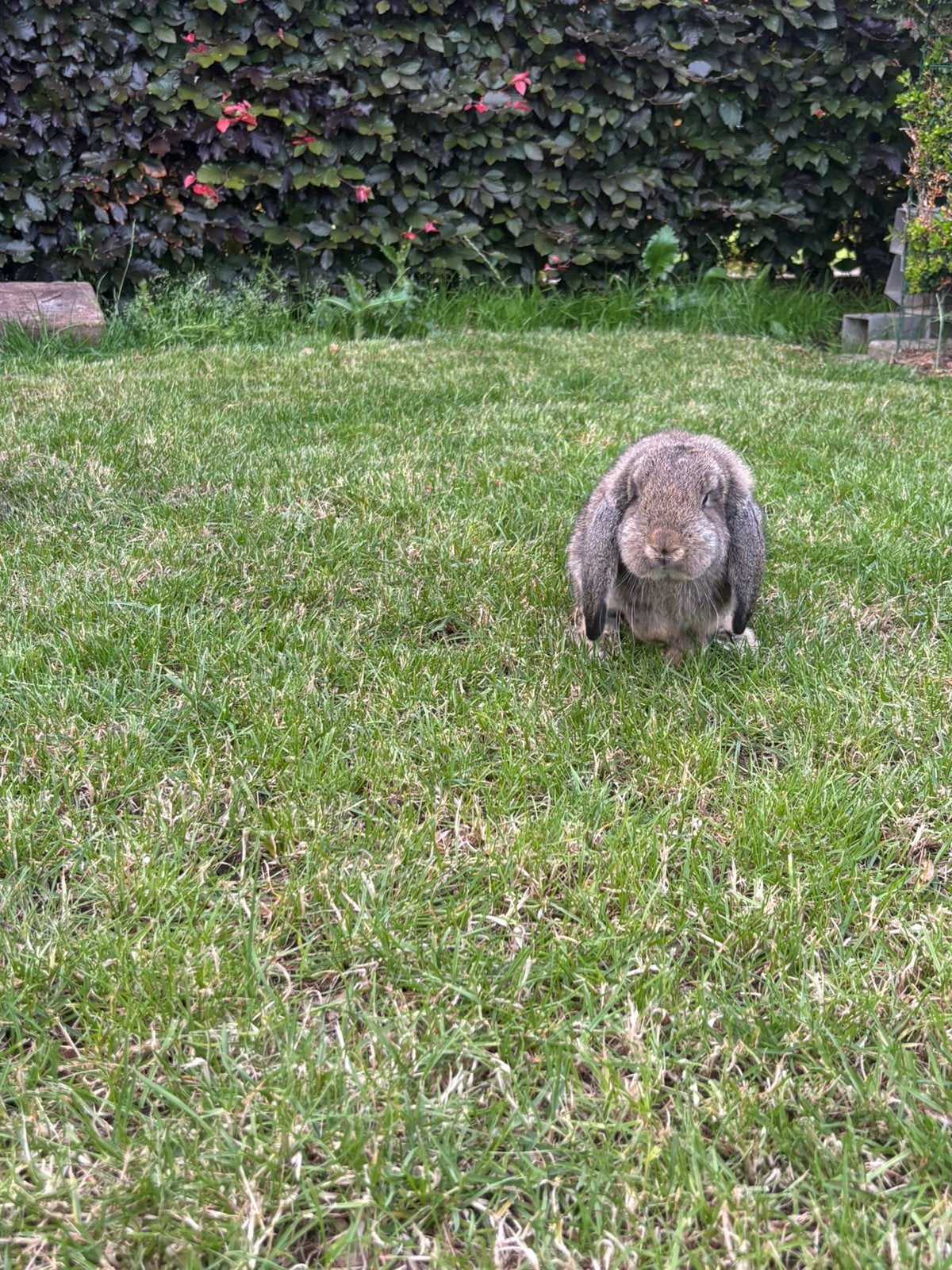Lief Hangoor Konijn, Mannelijk, Middelgroot, Hangoor, 0 tot 2 jaar