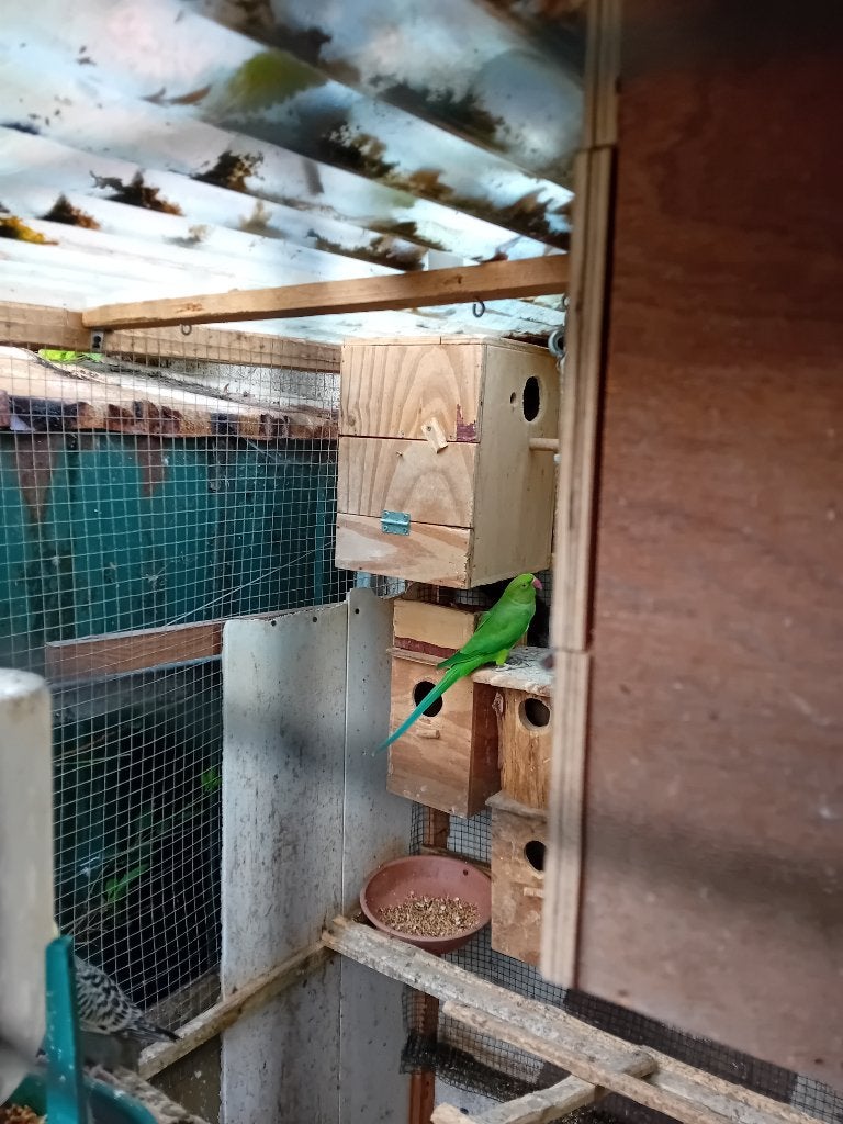 Halsbandparkieten, Meerdere dieren, Parkiet, Geringd
