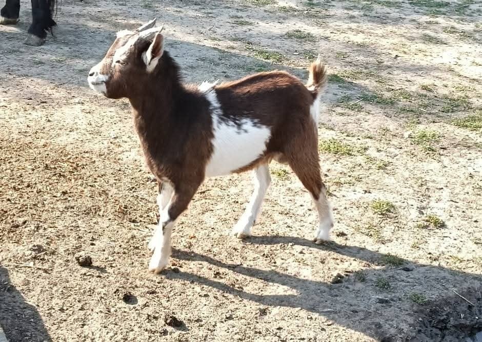 Bokje, 4.5 maand oud