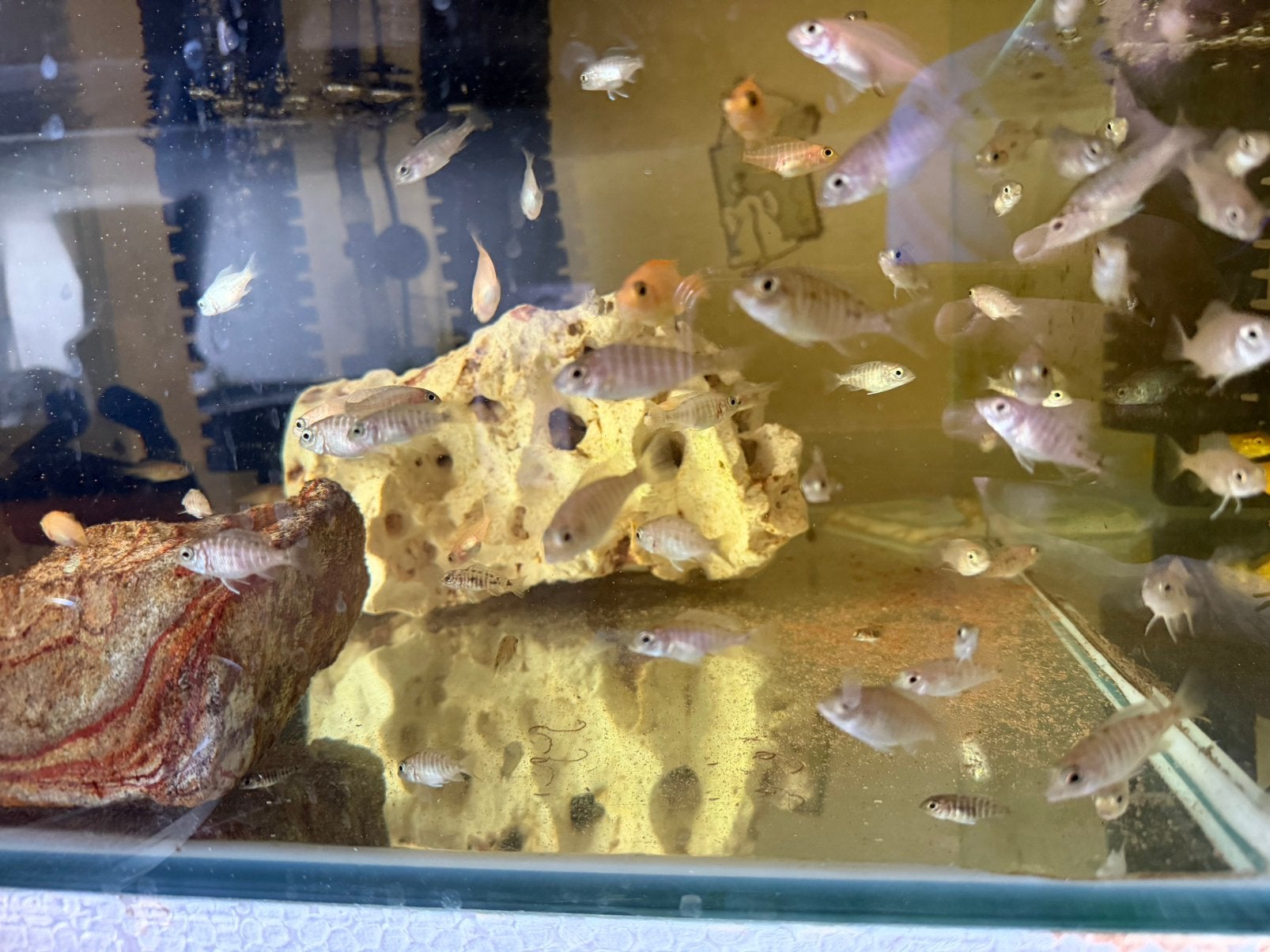 Cichlides aulonocara, Animaux & Accessoires, Enlèvement