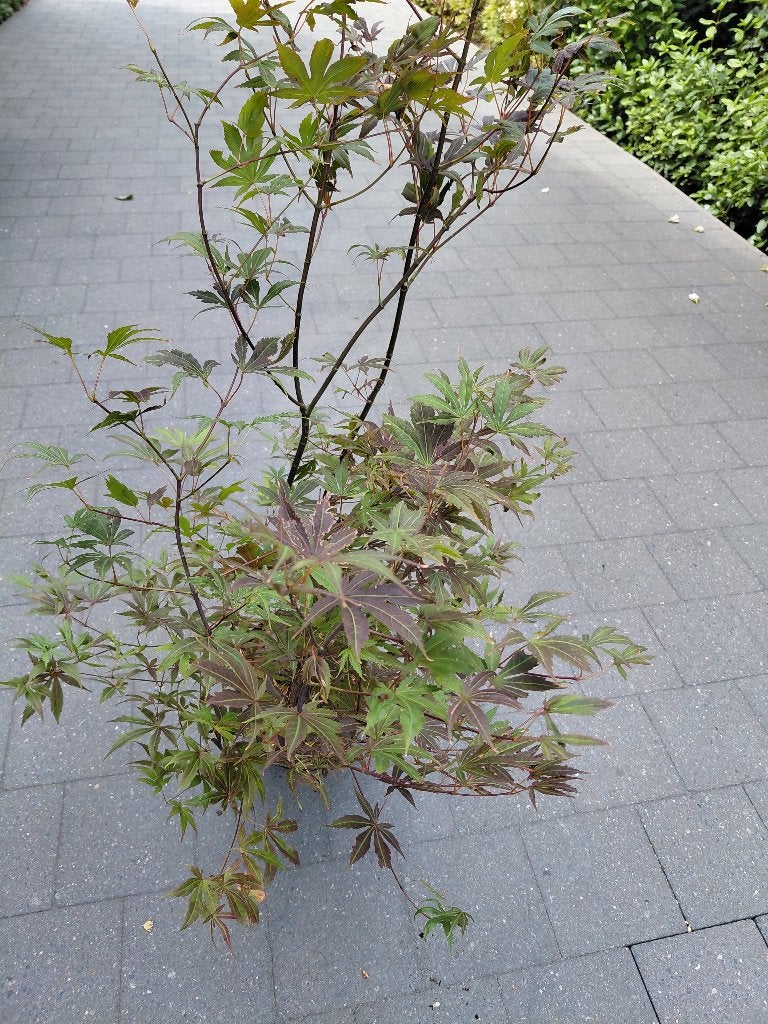 Acer Atropurpureum, Tuin en Terras, Ophalen, Halfschaduw