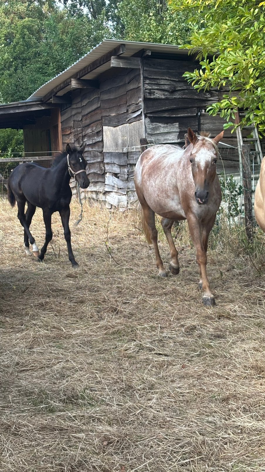 volle merrie met veulen, Animaux & Accessoires, Poneys, Jument